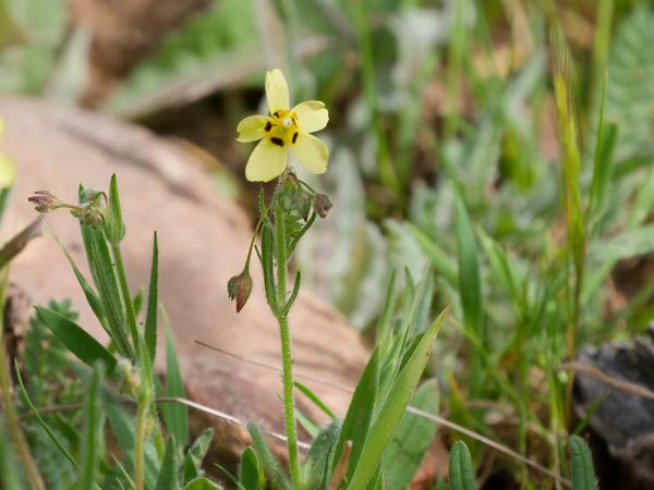 <h3><a href="/trips/extramadura/biota/plantae/tracheophyta/magnoliopsida/malvales/cistaceae/tuberaria guttata/tuberaria guttata-nl.html">Tuberaria&nbsp;guttata</a> / Spotted&nbsp;rock‑rose / Gevlekt&nbsp;zonneroosje</h3>OM-1 Mark II met OLYMPUS M.150-400mm F4.5, 1/2000 sec  bij F4.5, ISO 640, afstand 3.18&nbsp;m